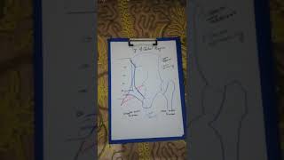 23 greater amp lesser sciatic foramina rotated [upl. by Ilenna308]