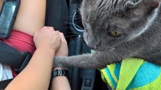 Heartbreaking Photo Shows Cat Grasping Owners Hand On Last Ride to Vet [upl. by Rehposirhc]