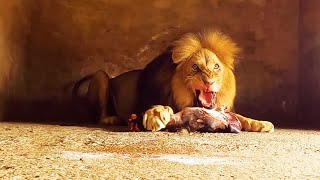 Feeding Day What do Lions Black Leopards and Hyenas eat  The Lion Whisperer [upl. by Anade584]