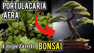 COMO hacer un BONSAI  PORTULACARIA AFRA amp BONSAI✔DISEÑO FÁCIL👍DESDE CERO💚LA MONEDITA BONSAI [upl. by Arakaj]