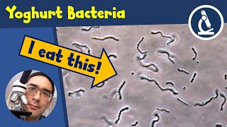 🔬 132  How to observe BACTERIA from homemade YOGURT under the microscope  Amateur Microscopy [upl. by Senzer666]