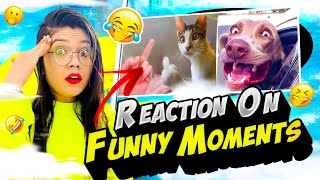 Funniest Cats and Dogs 🐶🐱  Funny Moment Reaction 😂🤣 Funny Animals part1 [upl. by Auop386]