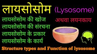 लायसोसोम की खोज आकृति प्रकार संरचना और कार्य  Types Structure and Function of lysosome  hindi [upl. by Mukerji289]