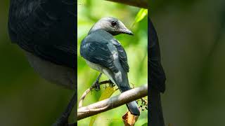 Blackwinged cuckooshrike Bird [upl. by Eiramlatsyrc]