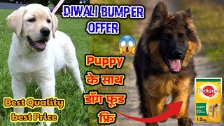 Diwali Bumper Offer  Labrador Double Coat Gsd Pup Sale In Low Price Full Healthy Puppy [upl. by Joseito]