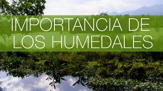 La Importancia de los Humedales Impresionante ☞ EcoCuidado [upl. by Nehemiah557]