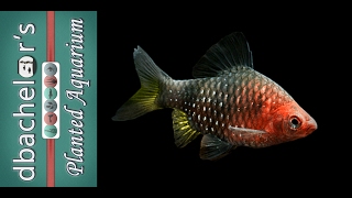 Fish Profile Black Ruby Barb [upl. by Popele]