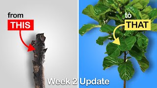 How to get more branches on your Fiddle Leaf Fig EASY method Week 2 Update [upl. by Nishi505]