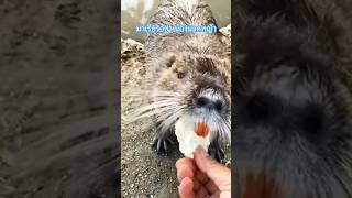 nutria สัตว์โลกน่ารัก youtubeshorts [upl. by Connell759]