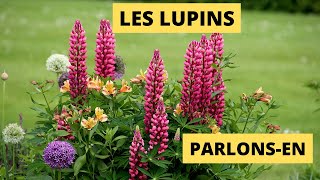 Les Lupins [upl. by Ladnor]