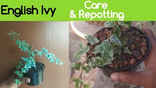 English Ivy Plant Care amp Repotting Hedera Helix a Hanging basket Ornamental plant [upl. by Norrehc]