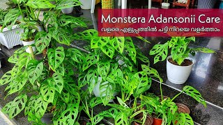 Monstera Adansonii care n propagation  എളുപ്പത്തിൽ ചട്ടി നിറയെ വളർത്തിയെടുക്കാം [upl. by Phi210]