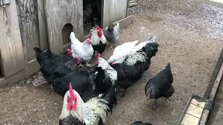 Cedar Hill Marans  Birchen Marans and Splash Marans [upl. by Attennhoj753]