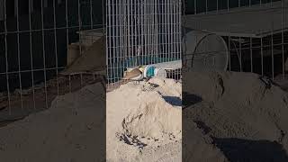 Plover nest on worksite [upl. by Allcot342]