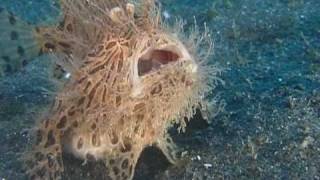 The Insatiable Hairy Frogfish [upl. by Hadias]