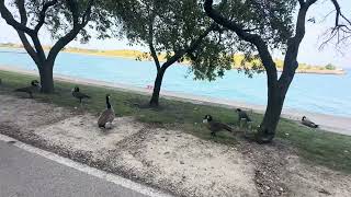 Chicago Lakefront bike ride [upl. by Adelice]