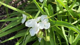 Tradescantia Virginiana Virginia Spiderwort color Varieties 16 [upl. by Bach859]