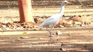 Egrets visit to a Mumbai street [upl. by Nies]