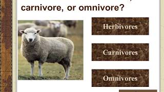 Carnivore  Herbivore  Omnivore [upl. by Hannazus]