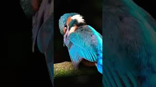 Photographing Kingfishers up close on the river [upl. by Cupo]