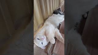 Meu gato atrapalhando os outros Funny cat [upl. by Sucramej]