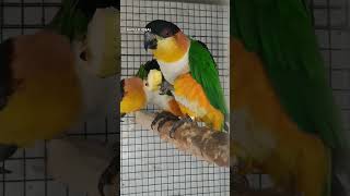 CAIQUES PARROT  DANCING MASTER  PAKISTANI BREED • BY NAVEED IQBAL SHB [upl. by Britt]