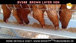 Bv380 Hen Specifications [upl. by Hodosh]