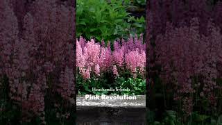 Perennial Heucherella hybrida Pink Revolution  Garden amp Landscape [upl. by Airdnua]