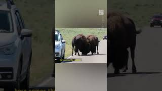 Theyll Kill You Tourists Get Too Close to Bison Fight at Yellowstone [upl. by Talie]