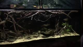 How to Set Up a big Biotope Aquarium [upl. by Eindys]