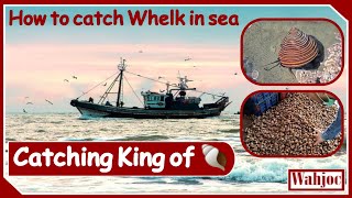 How to catch Whelk  Bagai  TopShell  King of ShellFish in Sea  Sea Food  Wahjoc Food [upl. by Lizzy]