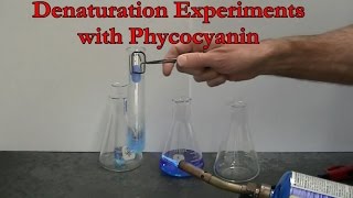 Protein Denaturation Experiments with Phycocyanin [upl. by Ynor]