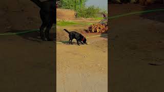 labradorcity doglover labrador labradorworld dogowner labradorcommunity kali love [upl. by Repooc]