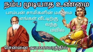 பாம்பன் சாமிகளின் மகிமை எங்கள் வீட்டிற்கு வந்த மயில்  The glory of Pamban Swamigal  jeeva samadhi [upl. by Aitam]