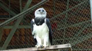 GAVIÃO REALNO ZOOLÓGICO DO CIGS  MANAUS  AMAZÔNIA [upl. by Ingvar]