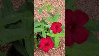 Kerala garden ideas  home garden Malayalam youtubeshorts trendingshorts flowers [upl. by Otirecul]