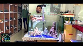 Biggest Modular Glass Aquarium collection in ahmedabad  planted aquarium sellers aquariumsetup [upl. by Ivets]