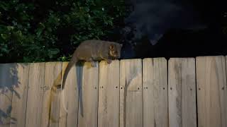 Common Ringtail Possum Pseudocheirus peregrinus 20230111 [upl. by Susana73]