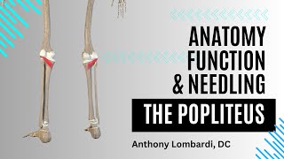 The Popliteus Muscle The Key to Unlocking the Knee [upl. by Glasgo]