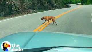 Dog Rescued From The Middle Of Traffic Becomes The Biggest Love Bug  The Dodo [upl. by Lipinski]