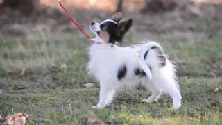 Papillon Puppy  Milbu Cinzano 4m [upl. by Ennovoj]