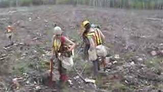 Tree Planting in Northern Ontario [upl. by Diad]