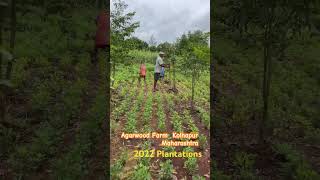 Agarwood Plantation Success Unlocking Profits in Oud Farming🤑 agarwood herbalgarden orientale [upl. by Cahn600]