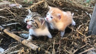 Rescuing The Exhausted Kittens What Happens Next you wouldnt believe [upl. by Rozele108]