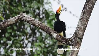 Rhinoceros hornbill Buceros rhinoceros 110cm 4K and 1080 HD video [upl. by Stearn]