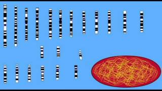 REPRODUCTION HAPLOID VS DIPLOID [upl. by Ruyam]