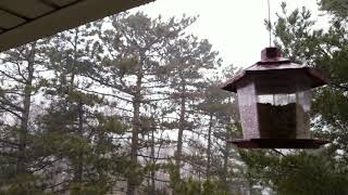 January Thunderstorm  Hailstorm  Cleveland Ohio [upl. by Hazrit]