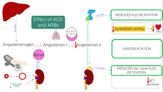 ACE inhibitors and ARBs  Mechanism of action [upl. by Marasco]