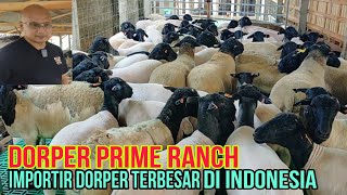 SULTAN BLITAR IMPOR 500 EKOR DORPER UNGGULAN DARI AUSTRALIA dorperprimeindonesia [upl. by Lahey]