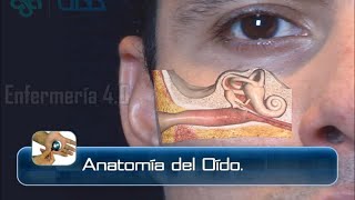 🌟ANATOMÍA DEL OÍDO🌟 [upl. by Pell]